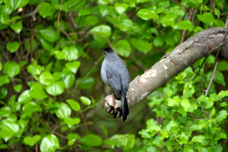 Gray Catbird 05-06-2018 02
