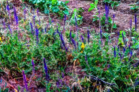 IMG 2263 4 5 fused