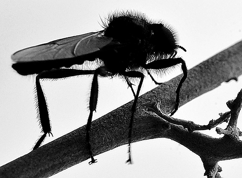 Negrillo copia