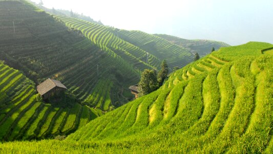 Rice rice cultivation rice fields