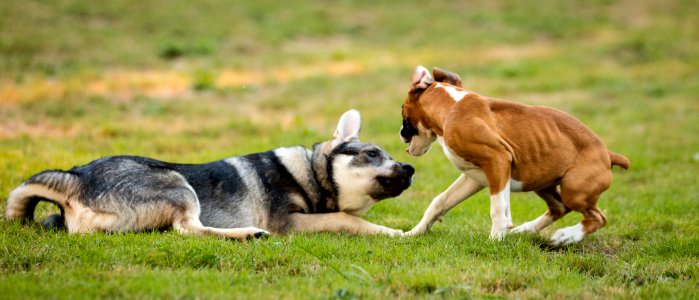 2015 08 19-Puppy Gone Wild-589