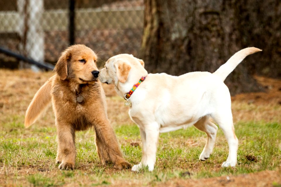 2015 08 19-Puppy Gone Wild-740