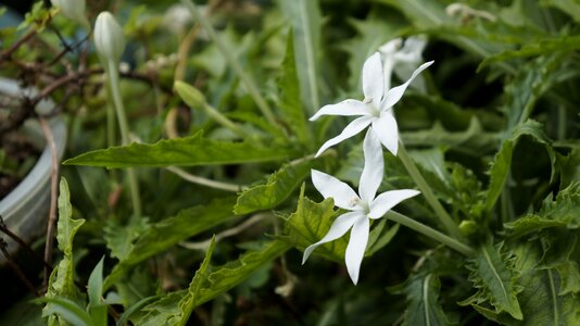 Garden plant delicate