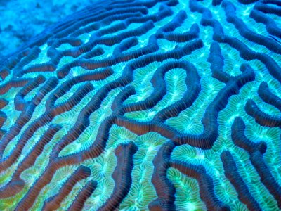 Brain Coral photo