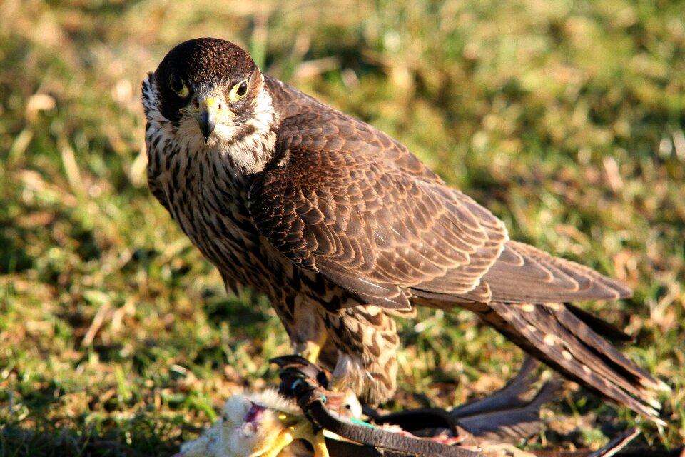 Bird of prey bird falconry