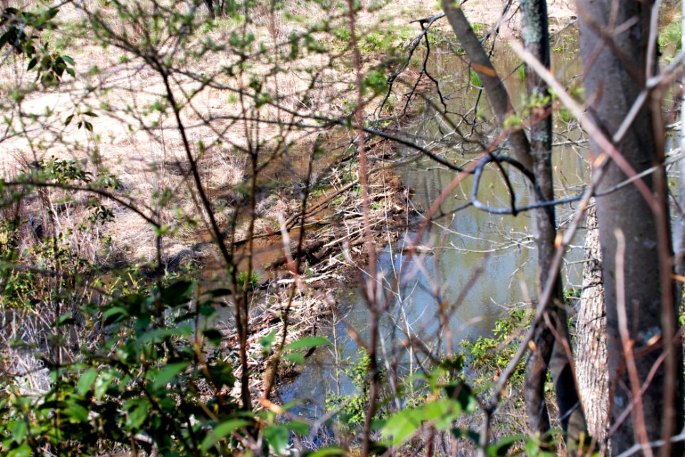 2018 Walk for the Woods Bacon Ridge Natural Area 427