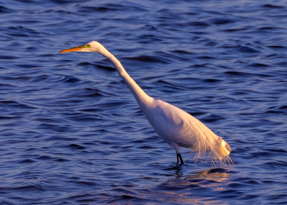 Great Egret with Green Eye
