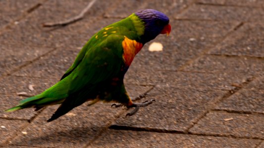 Lorikeet in mid jump