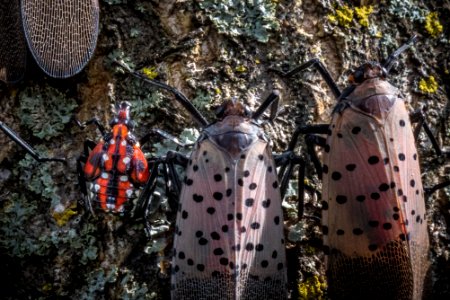 20180830-APHIS-LSC-1735