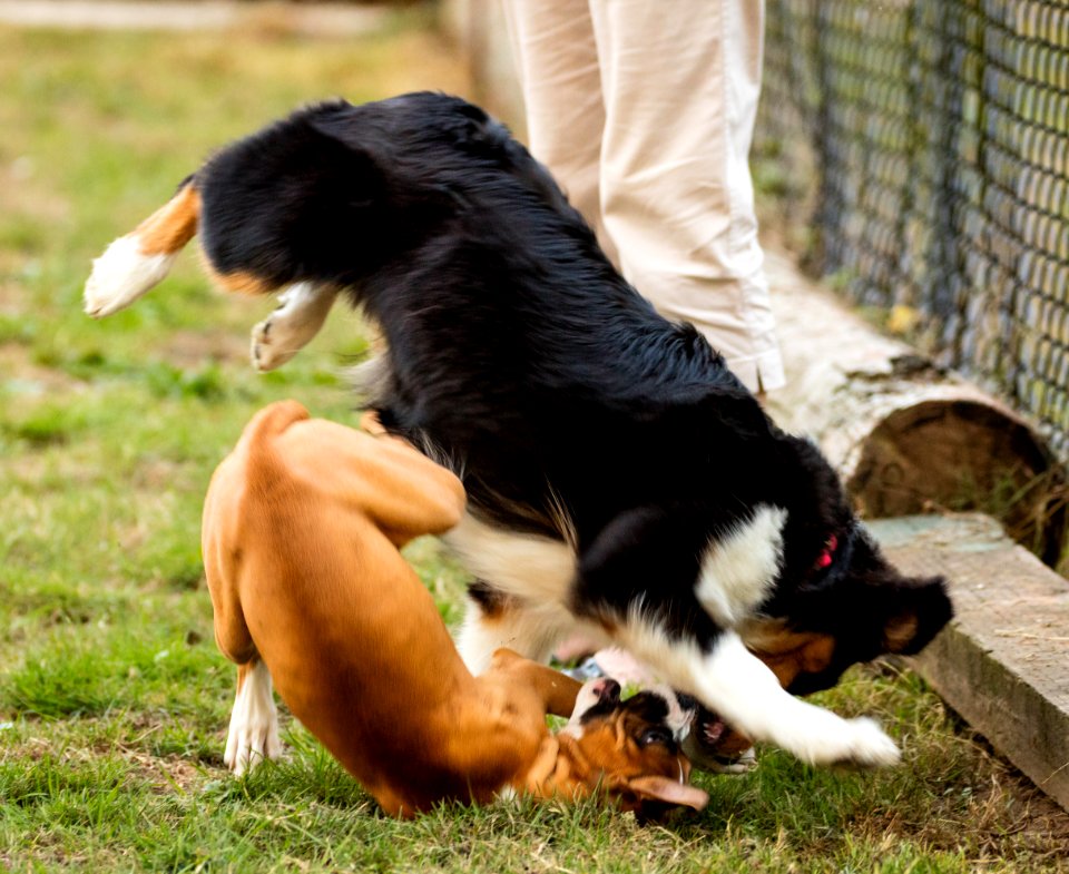 2015 08 19-Puppy Gone Wild-777