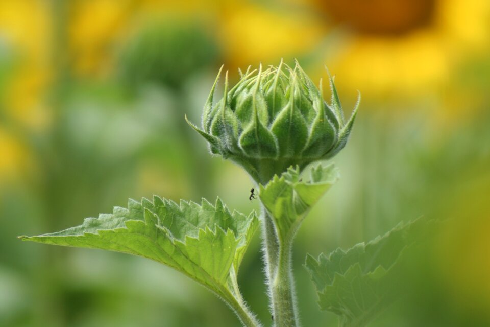 Ant nature green sunflower