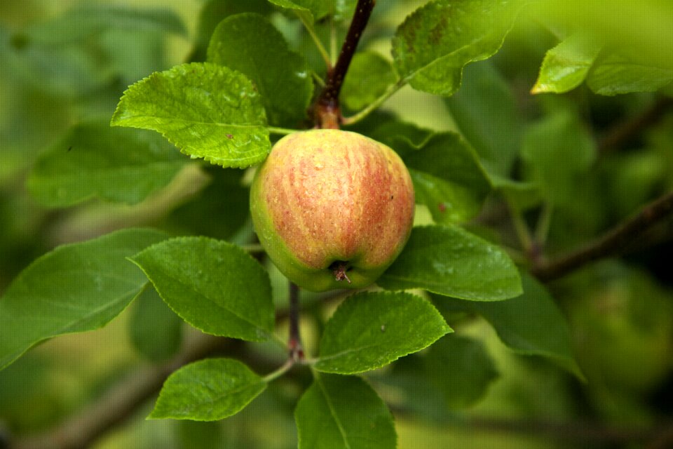 Apple wood apple tree