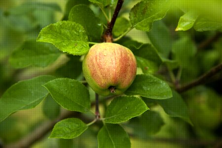 Apple wood apple tree
