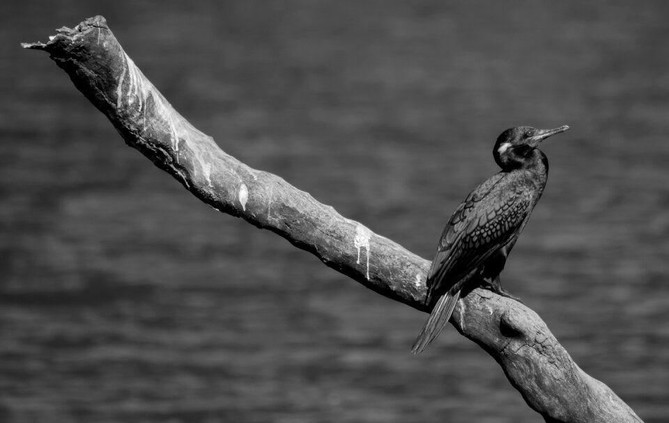 Nature animal season