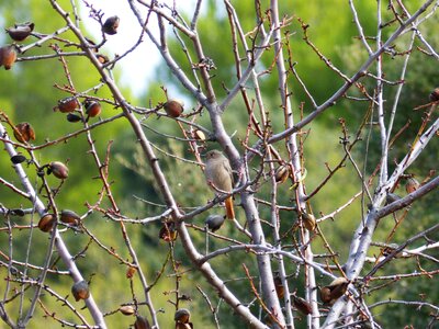 Almond tree robin autumn