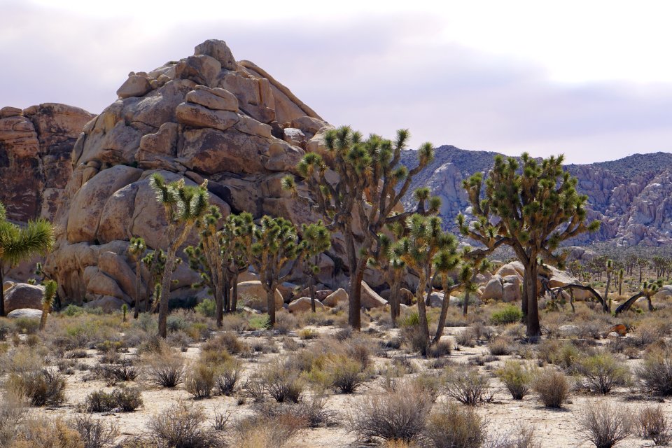 Joshua Tree National Park, California, USA