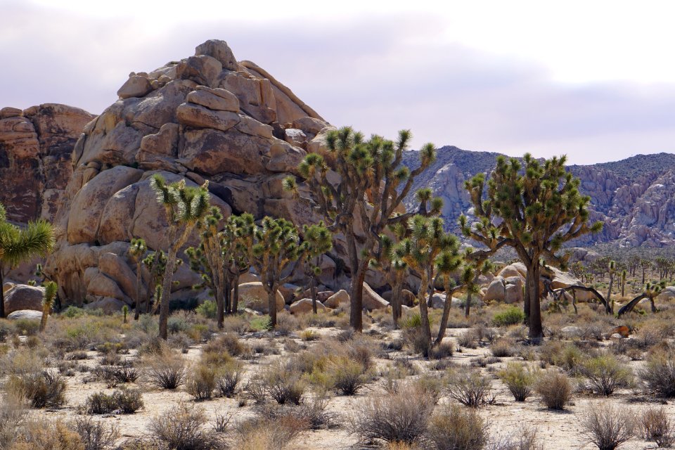 Joshua Tree National Park, California, USA photo