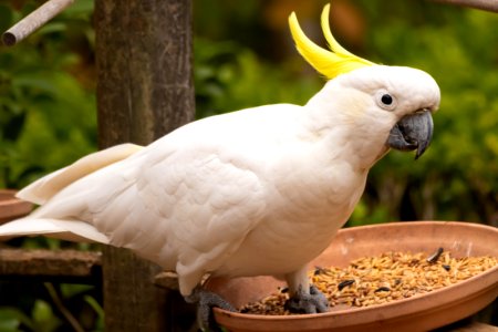 Cockatoo at the feeder