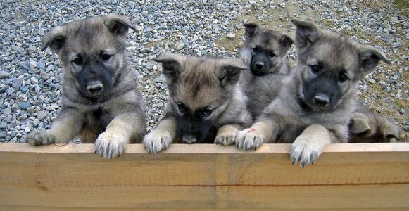 Puppies dalsbygda norway