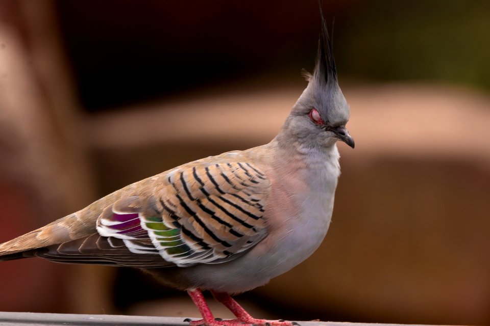 Crested pigeon in mid blink