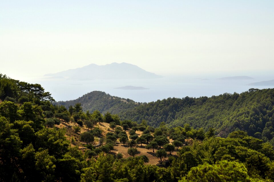 Olive trees trees nature