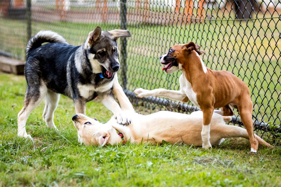 2015 08 19-Puppy Gone Wild-457