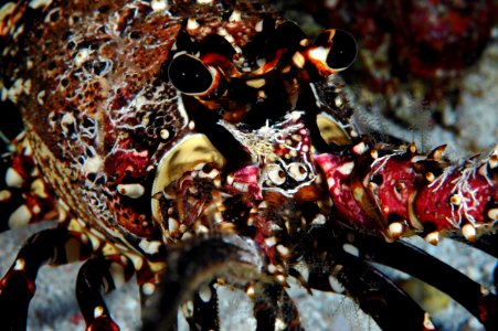 Hawaiian Spiny Lobster