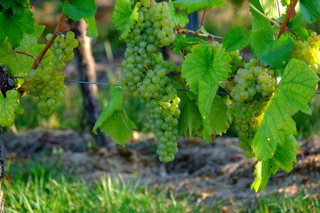 Fruit vine white photo