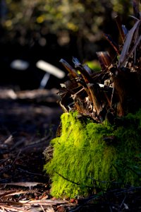 Palm Tree Stump with Green Moss