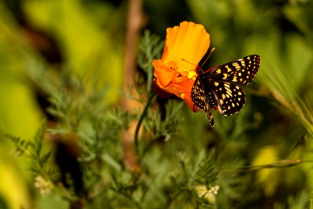 Butterfly on Orange Flower photo
