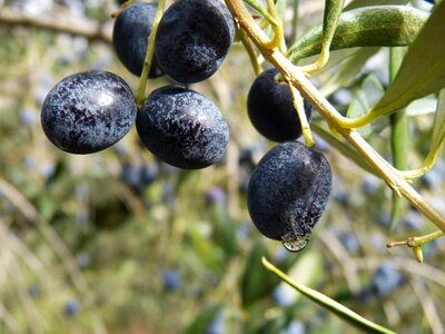 Olives mature olive