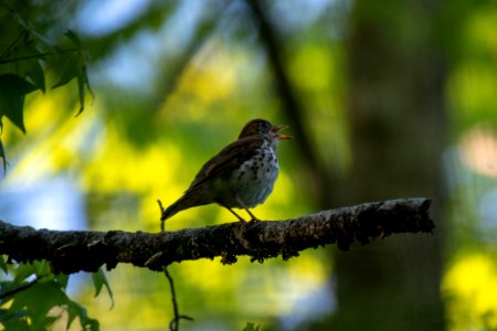 2019 Walk for the Woods Bacon Ridge Natural Area 052 Oven Bird