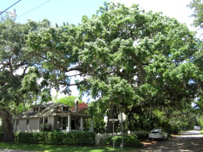 Turn left on Laurens Street, but Tree # 12 - is a mystery photo