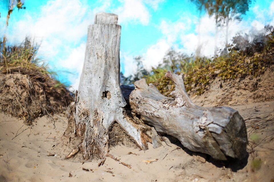 Driftwood summer coast