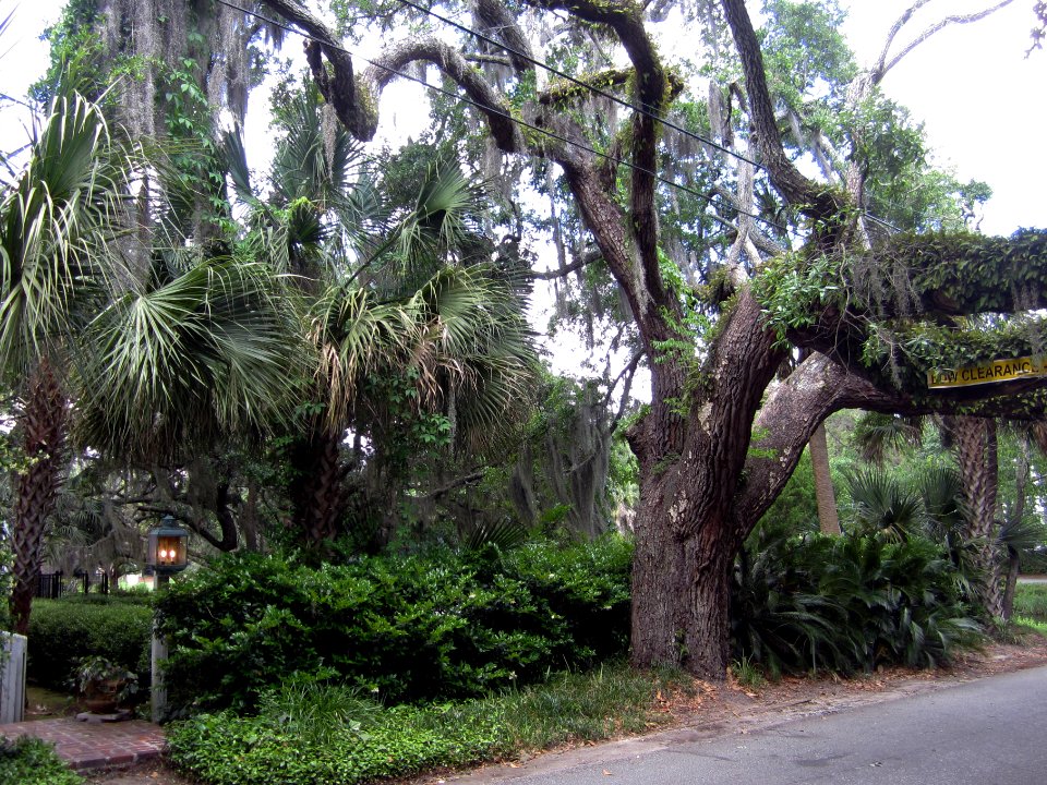 Turn right onto Federal Street and walk under the limb of a live oak with resurrection ferns growing on its branches