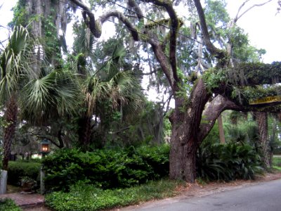 Turn right onto Federal Street and walk under the limb of a live oak with resurrection ferns growing on its branches photo