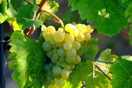 Wine fruit vine photo