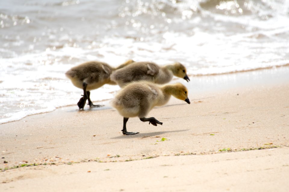 Canada Geese 06-08-2018 15 Goslings