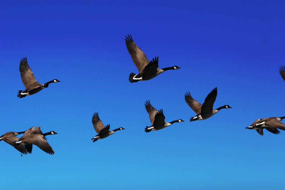 Bird fly sky