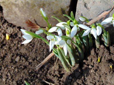 White garden growing