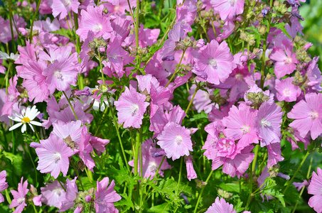 Summer plant floral