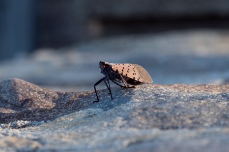 20180830-APHIS-LSC-0122