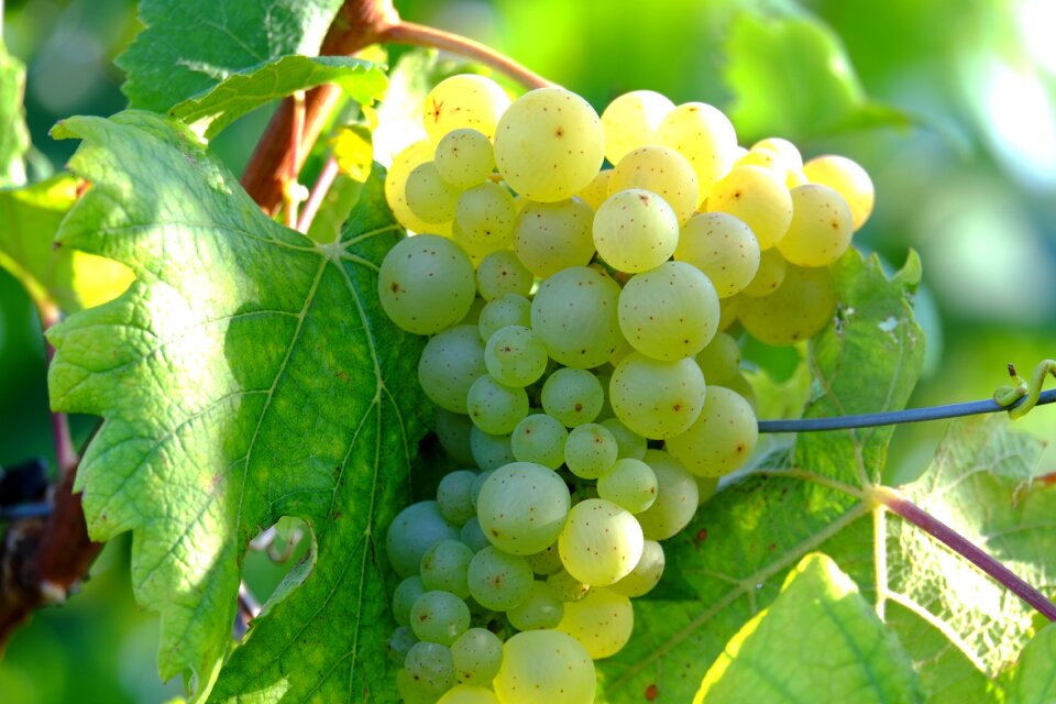 Winegrowing plant gold