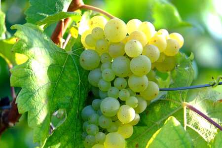 Winegrowing plant gold photo