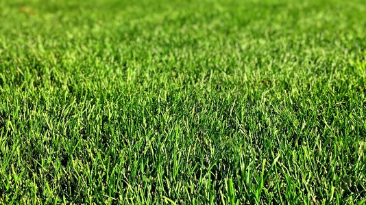 Green grass lawn photo