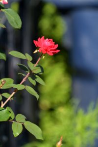 Roses 200mm f4 with tc
