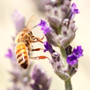 Honey Bee and Goodwin Creek Lavender photo