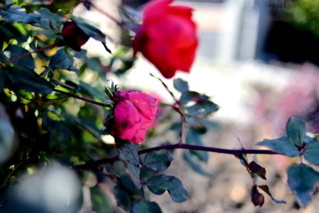 Roses 35mm f2 photo