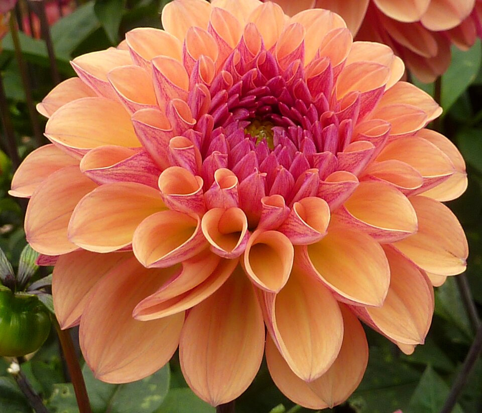 Flower orange summer