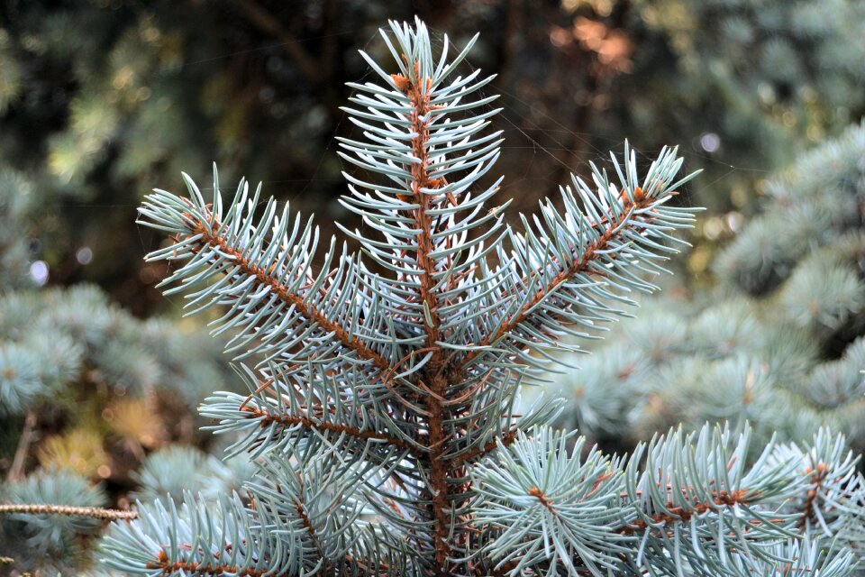 Nature forest conifer